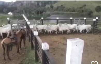 Imagem 5: Ubatã Bahia, Fazenda de Pecuária, Piscicultura e Cacau, linda área