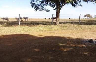 Imagem 13: FAZENDA PRODUTIVA COM 472HECTARES, HA 55KM DE UNAI