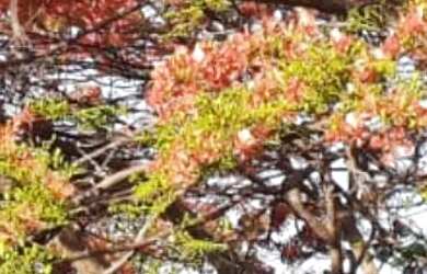 Imagem 5: Vende-se uma excelente fazenda de 226 hectares