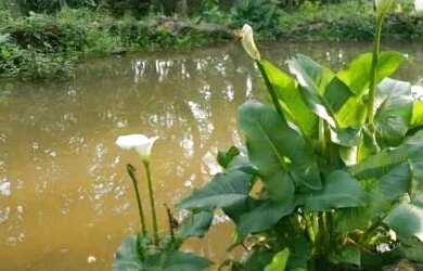 Imagem 9: Sitio - Bairro Santa Terezinha