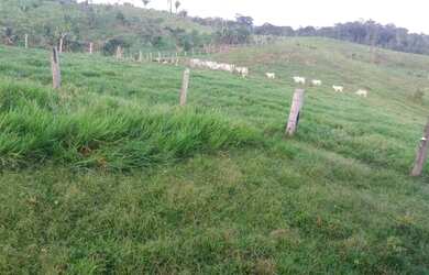 Imagem 9: Vende-se uma linda fazenda