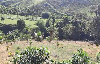 Imagem 2: Lote com mil metros quadrados