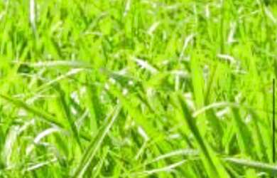 Imagem 2: Vendo linda fazenda em localizada em Manoel Urbano 650 hectares