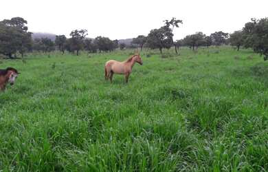 Imagem: A fazenda está localizado em Álvares Florence, SP à venda