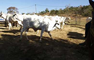 Imagem 16: Fazenda 3 quartos para Venda Amaral, Unaí