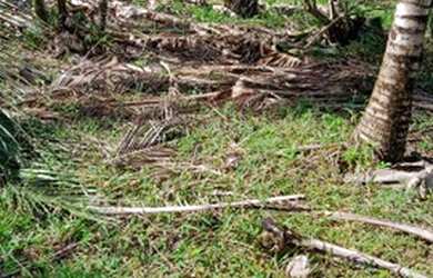 Imagem 3: Vendo um terreno. 2 Banheirose2 Dormitórios