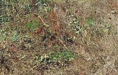 Imagem 4: Vendo ou troco lote. 280m² de Área