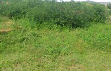 Imagem 4: Terreno lagarto se no albano 1