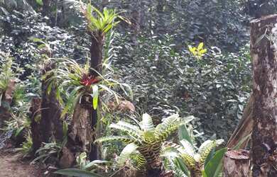 Imagem 9: Chácara Juquitiba- Miracatu