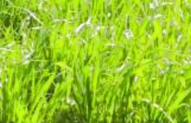 Imagem 1: Vendo linda fazenda em localizada em Manoel Urbano 650 hectares