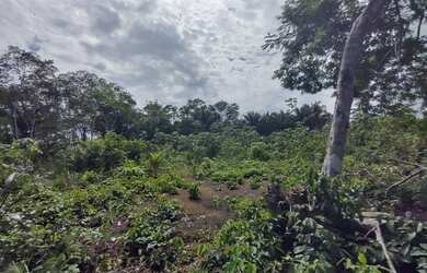 Imagem 5: Lote no ramal do janauari 50x60