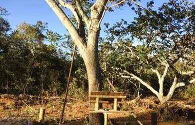 Imagem 6: Vendo Fazenda 55,4 ha, plana de cultura a 1km do asfalto