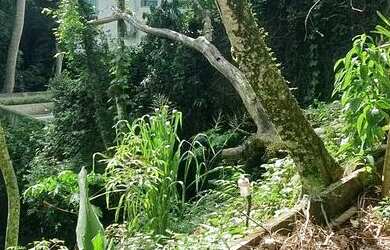 Imagem 2: TERRENO NO MEIO DA MATA -GREEN WOOD ITANHANGA