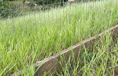 Imagem 9: CHACRINHA OU TERRENO 1250M² COM FIBRA ÓTICA, ÁGUA ENCANADA, ESCRITURA...