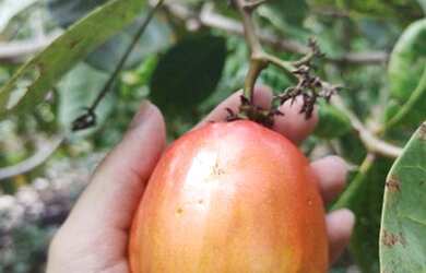 Imagem 4: Lote no ramal do janauari 50x60