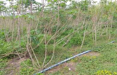 Imagem 4: Crédito Rural Para Fazendas