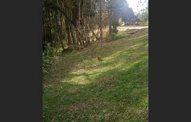Imagem 4: Chácara em Araucária. 9.000m² de Área