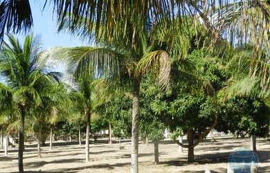 Imagem 6: SãO JOSE DE MIPIBú - Casa Padrão - São José De Mipibu