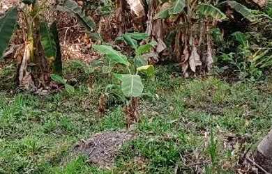 Imagem 11: Chácara em Aragoiania. Piscina
