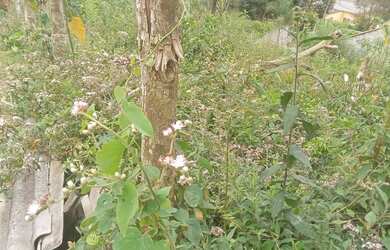 Imagem 3: Lindo terreno abaixo do valor de mercado apenas 47 mil reais