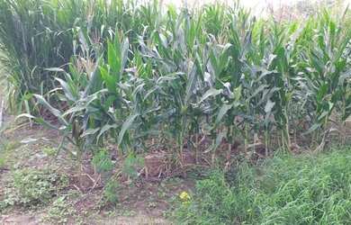 Imagem 6: Crédito Rural Para Fazendas