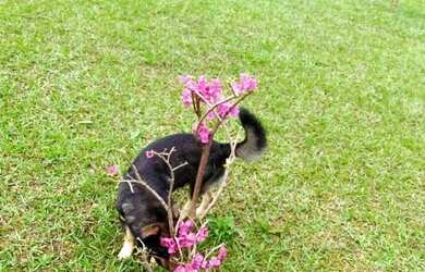 Imagem 12: Chácara á venda em Mairinque