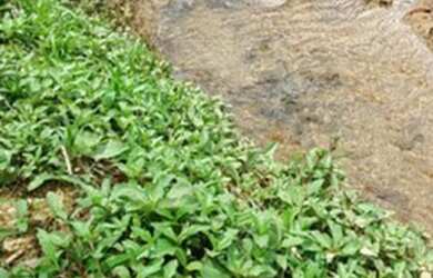 Imagem: A chácara possui 70.000m² de Área e está localizado em