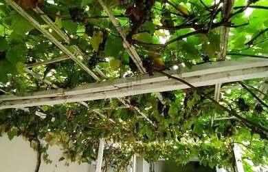 Imagem 7: Casa a venda em Pé de Platano