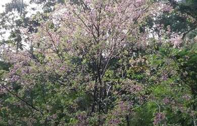 Imagem 11: Casa aconchegante na Serra, fogueira de jardim e paz