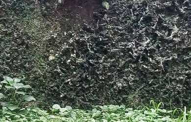 Imagem 13: TERRENO NO MEIO DA MATA -GREEN WOOD ITANHANGA