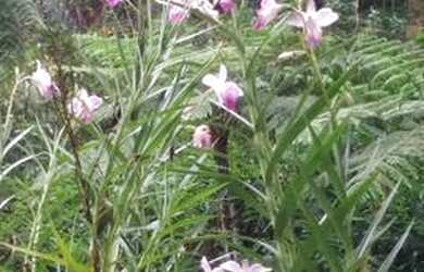 Imagem 10: Casa aconchegante na Serra, fogueira de jardim e paz