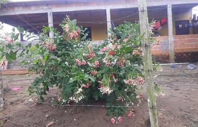 Imagem 1: Vendo casa. 2 Vagas na garageme2 Dormitórios