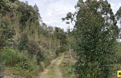 Imagem 5: Sítio / Chácara para Venda em Nova Petrópolis, Linha Imperial