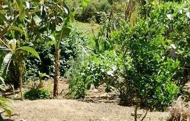 Imagem 6: Vendo chácara com casa, pomar e energia lugar tranquilo pra descansar