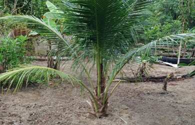 Imagem: O terreno possui 100.000m² de Área e está localizado em