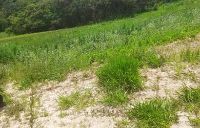 Imagem: O terreno possui 600m² de Área e está localizado em Veloso