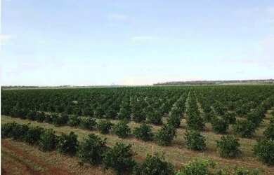 Imagem 14: fazenda de 158,33 hectares na região da cidade de Votuporanga