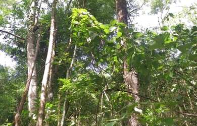 Imagem 6: 186 Alqs Terra Mista Ja Foi Aberta Mais Tem Preço Sta Terezinha GO