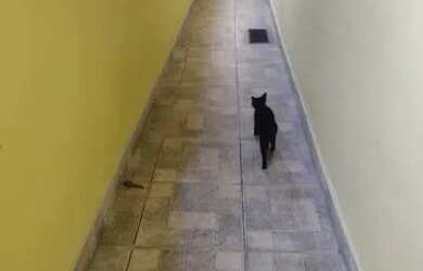 Imagem 3: EDUARDO . CASA EM SÃO PAULO NA ZONA SUL, LOCALIZADO NO JARDIM VARGINHA