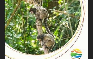 Imagem 11: Lançamento à venda, Estância Parque de Atibaia, Atibaia, SP