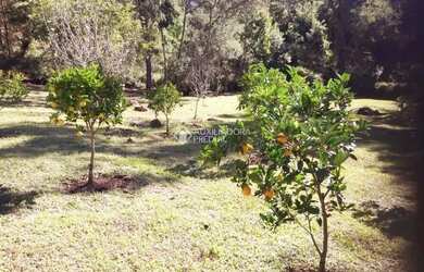 Imagem 3: SITIO EM NOVA PETRÓPOLIS