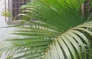 Imagem: A casa possui 2 Dormitórios, 1 Banheiro, 95m² de Área e