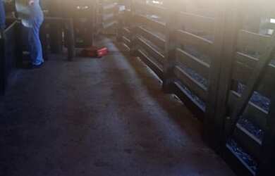 Imagem 13: VENDO FAZENDA COM 55 ALQUEIRES