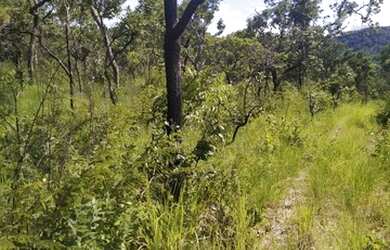 Imagem 7: 186 Alqs Terra Mista Ja Foi Aberta Mais Tem Preço Sta Terezinha GO