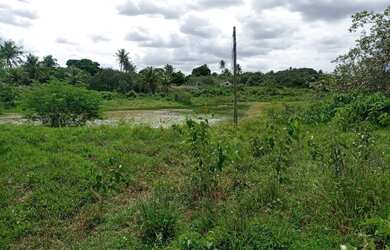 Imagem 4: Linda Fazenda com 200 hectares na região de São Gonçalo do Amarante