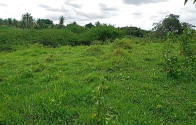 Imagem 9: Linda Fazenda com 200 hectares na região de São Gonçalo do Amarante