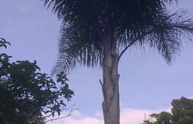 Imagem 8: Terreno Grande 1200m², em pequeno condomínio no loteamento Argeu fazendinha...