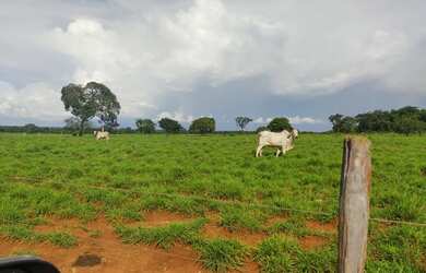 Imagem: A fazenda está localizado em Marianópolis do Tocantins, TO
