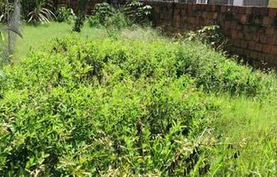 Imagem 2: TERRENO PARAISO ILHA MURADO C/PORTAO