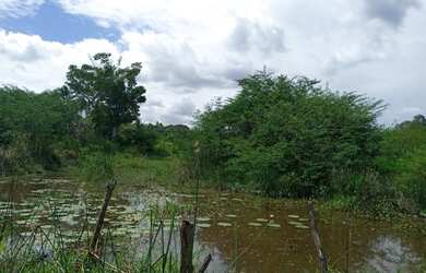 Imagem 12: Linda Fazenda com 200 hectares na região de São Gonçalo do Amarante